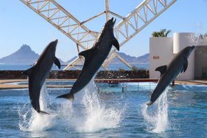 AMPLÍA EL DELFINARIO SONORA 4