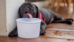 golpe-de-calor-en-perros