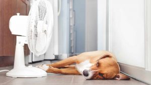 perrito golpe de calor