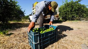 michoacan-limoneros-retoman-actividades-en-apatzingan