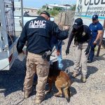 ASEGURA AMIC 30 CANINOS EN CATEO EN INVESTIGACIONES POR MALTRATO ANIMAL EN HERMOSILLO