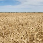 Preocupación plena de los trigueros.